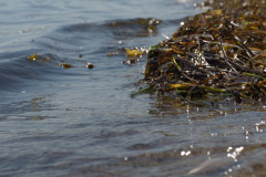Ostsee